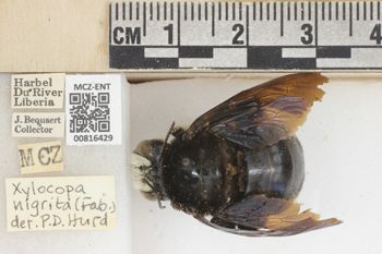Media type: image;   Entomology 816429 Aspect: labels